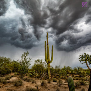 Monsoon #40