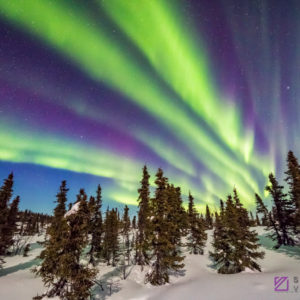 The Aurora Dances above the Forest