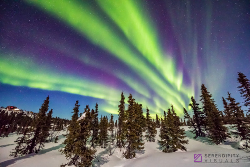 The Aurora Dances above the Forest