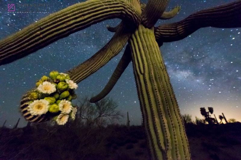 Nighttime Sky #3