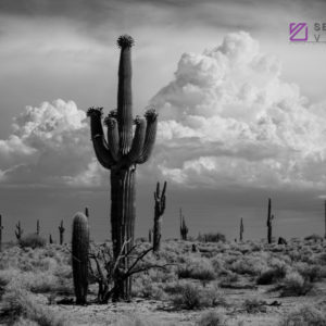 Monsoon #70