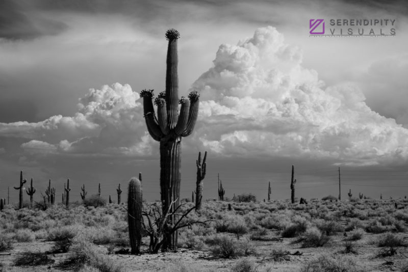 Monsoon #70
