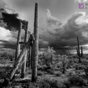 Monsoon #69