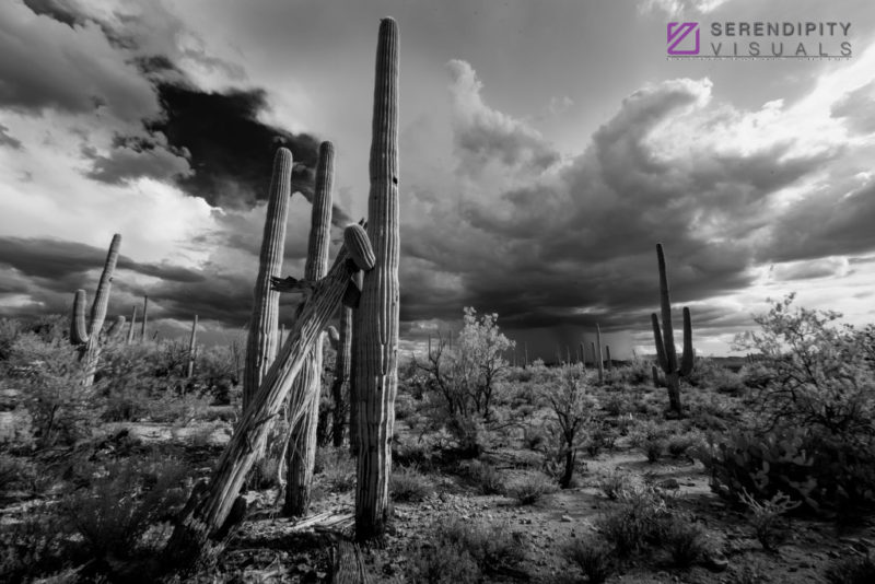 Monsoon #69
