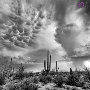 Monsoon #38