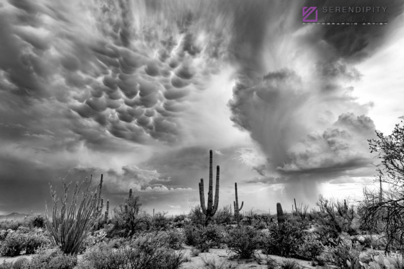 Monsoon #38