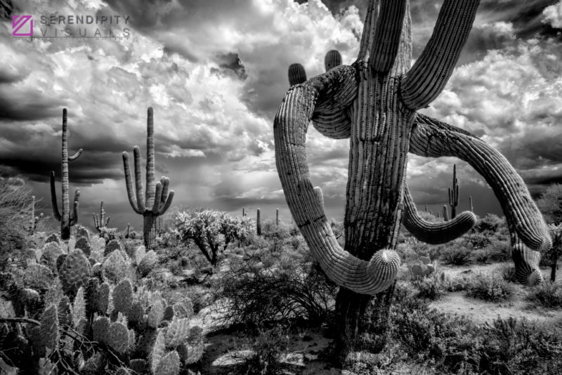 Monsoon #77