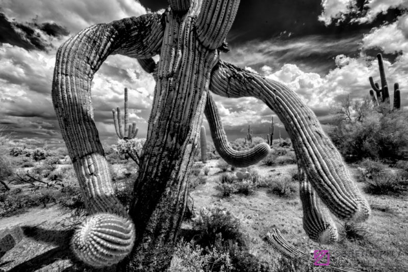 Monsoon #78