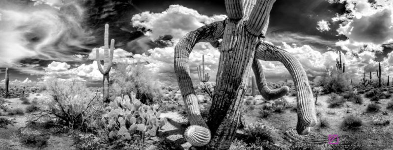 Monsoon #79