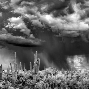 Monsoon #44