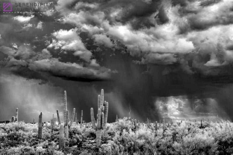 Monsoon #44