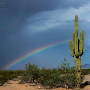 Monsoon #32