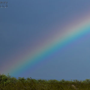 Monsoon #30