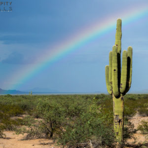 Monsoon #31