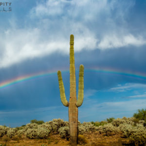 Monsoon #33