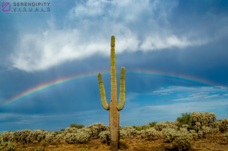 Monsoon #33