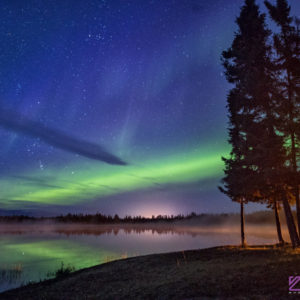 Aurora, Trees and Fog at Sunrise