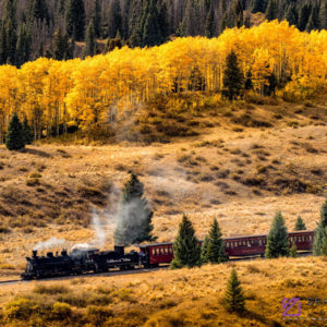 Amongst the Amber Aspens
