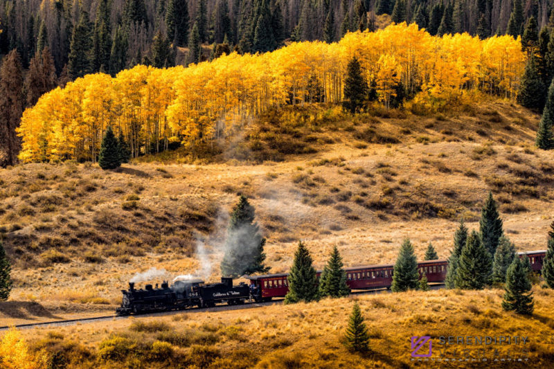 Amongst the Amber Aspens