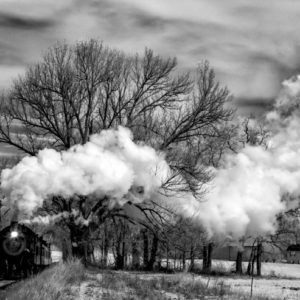Smoke through the Trees